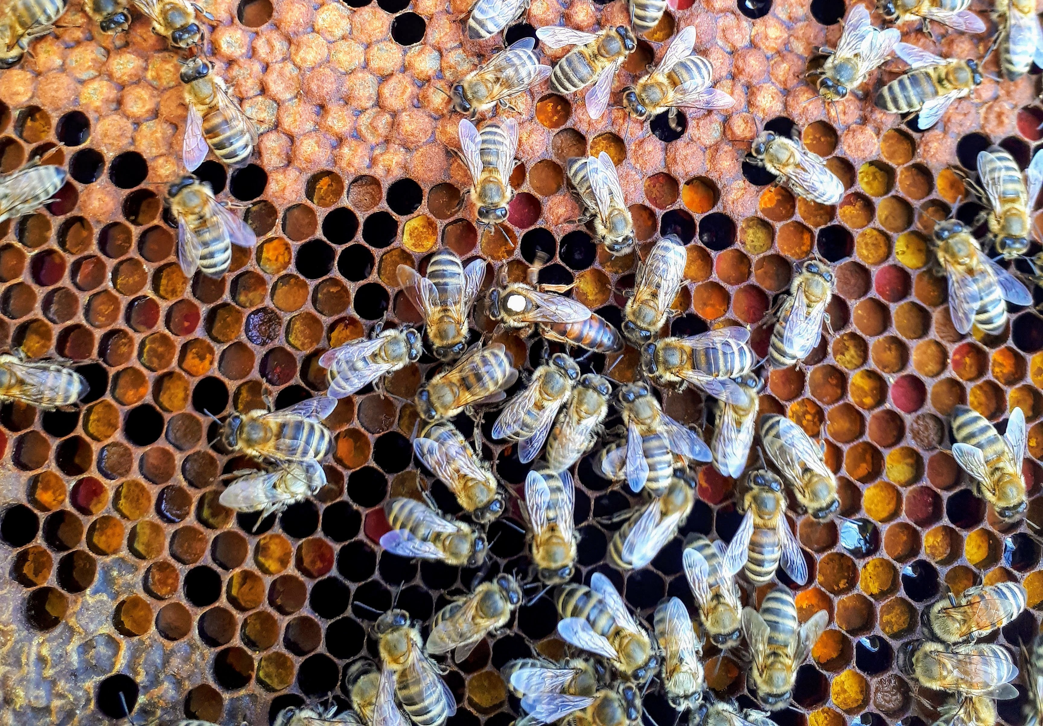 photograph of bees in a beehive
